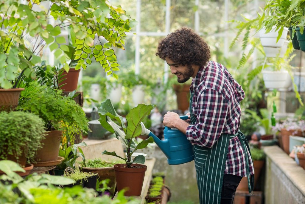 Man watering the plants in a greenhouse