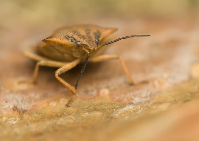 BugProofing Solutions for Your Home This Summer Advanced Heating and AC