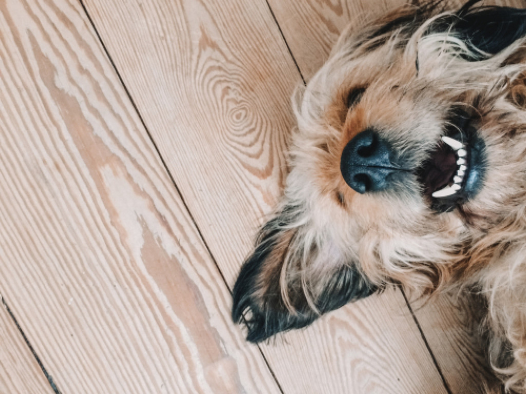 puppy happily laid down on a wood flooring